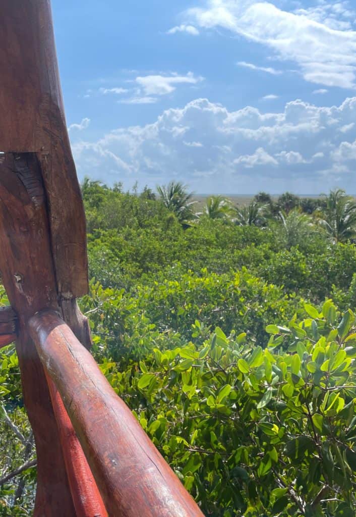 stunning view of the jungle in isla holbox mexico