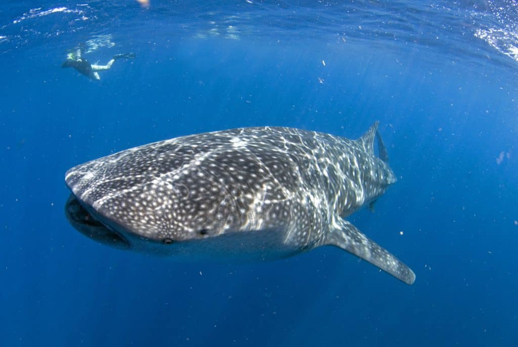 whale shark swimming in the waters of isla holbox in mexico