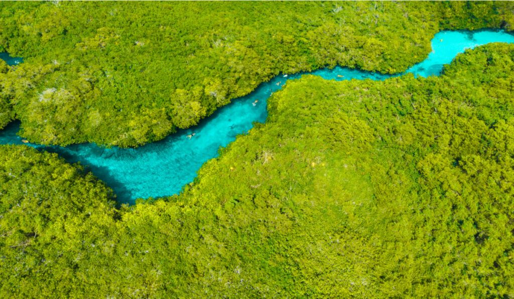aerial view photo of this L shaped natural clear water blue cenote among dense green jungle in tulum mexico