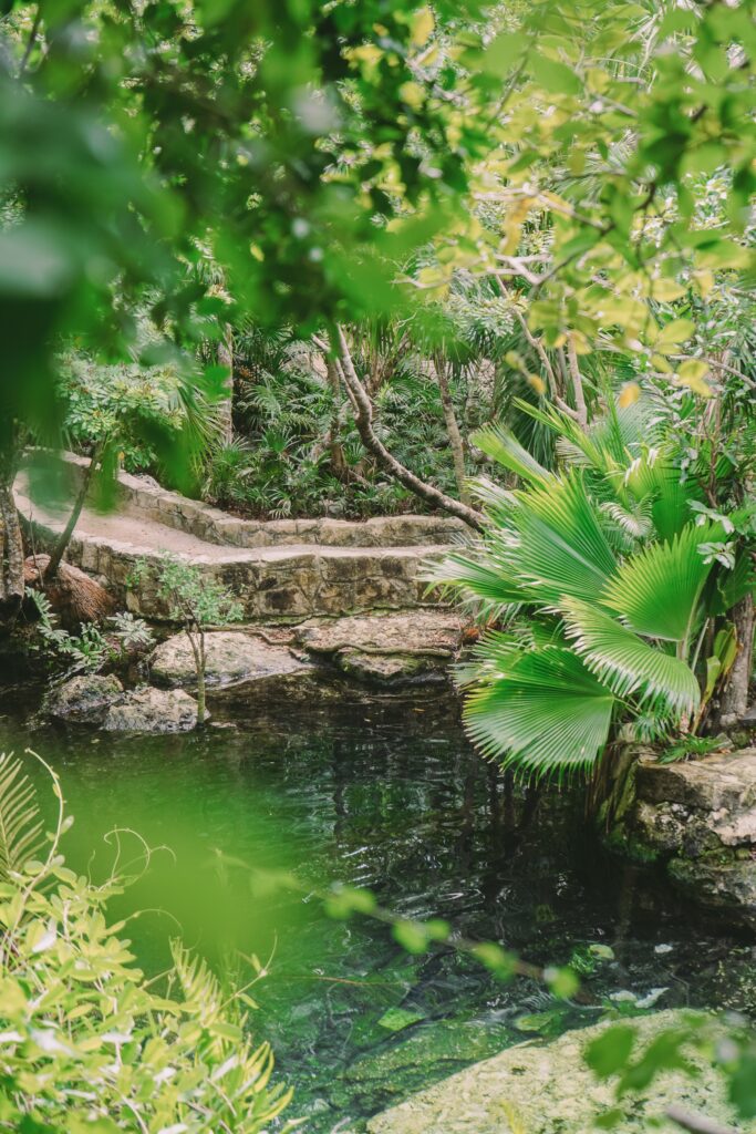 cenote azul in the middle of the forest in playa del carmen with bright green trees around