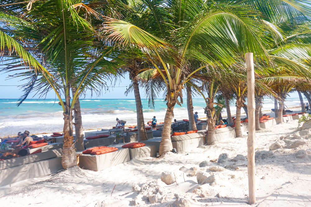 several lounge beds on the beach with several palm trees at Mia restaurant beach club