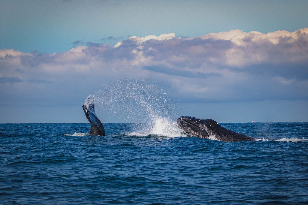 large whale being spotted in the waters of Puerto Vallarta, Mexico