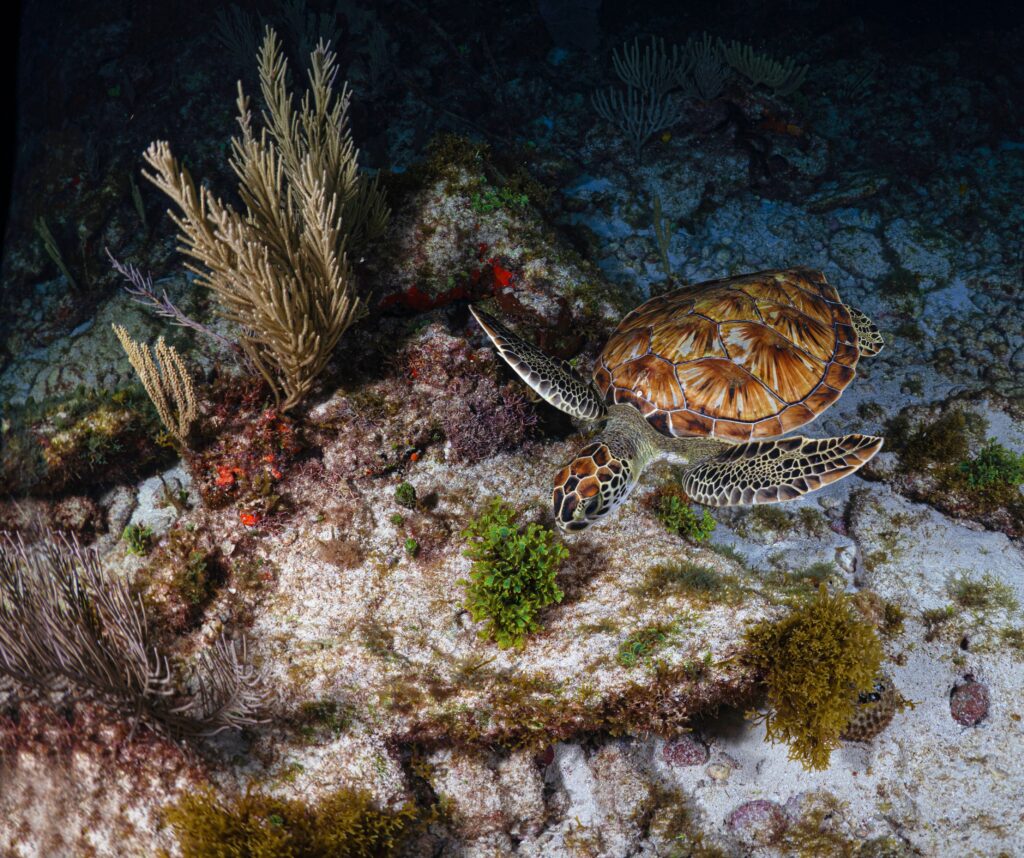 large sea turtle swimming in the sea waters near coral reefs in Isla Mujeres, one of the top things to do in Isla Mujeres