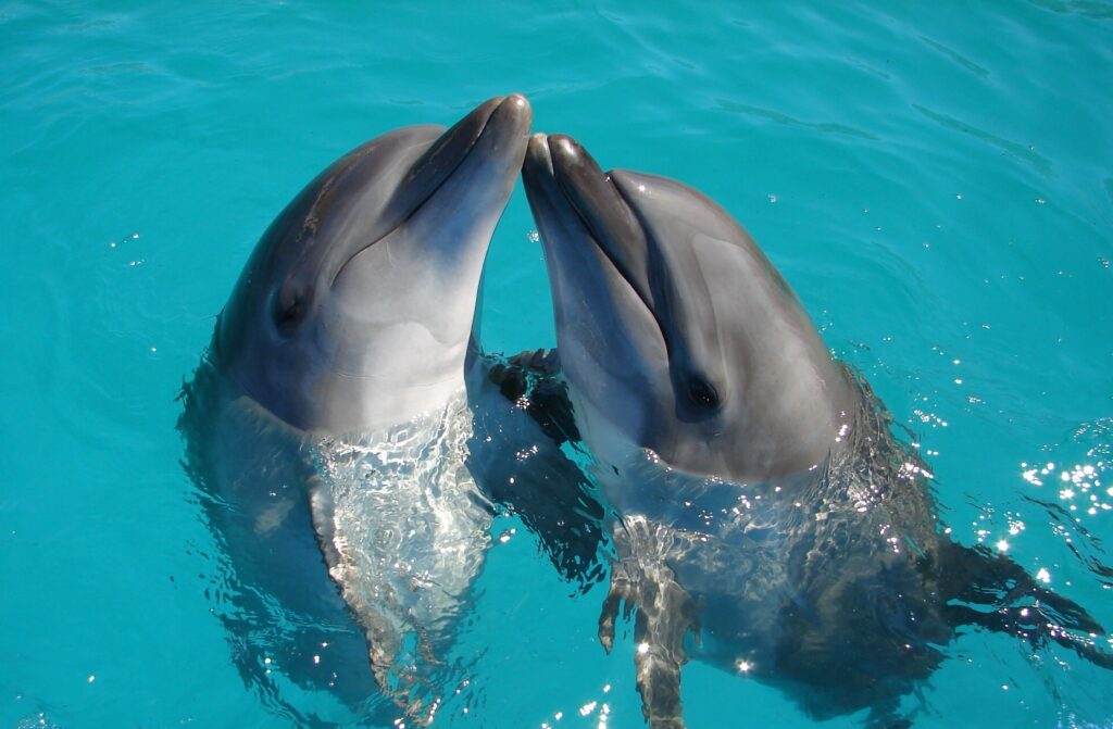 two dolphins side by side in the water