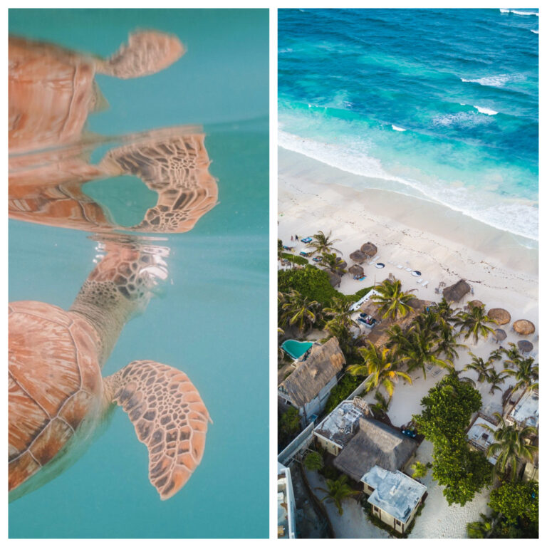 The left photo is of a sea turtle in Akumal, and the right image is an aerial view of Tulum Beach comparing Akumal vs Tulum in Mexico