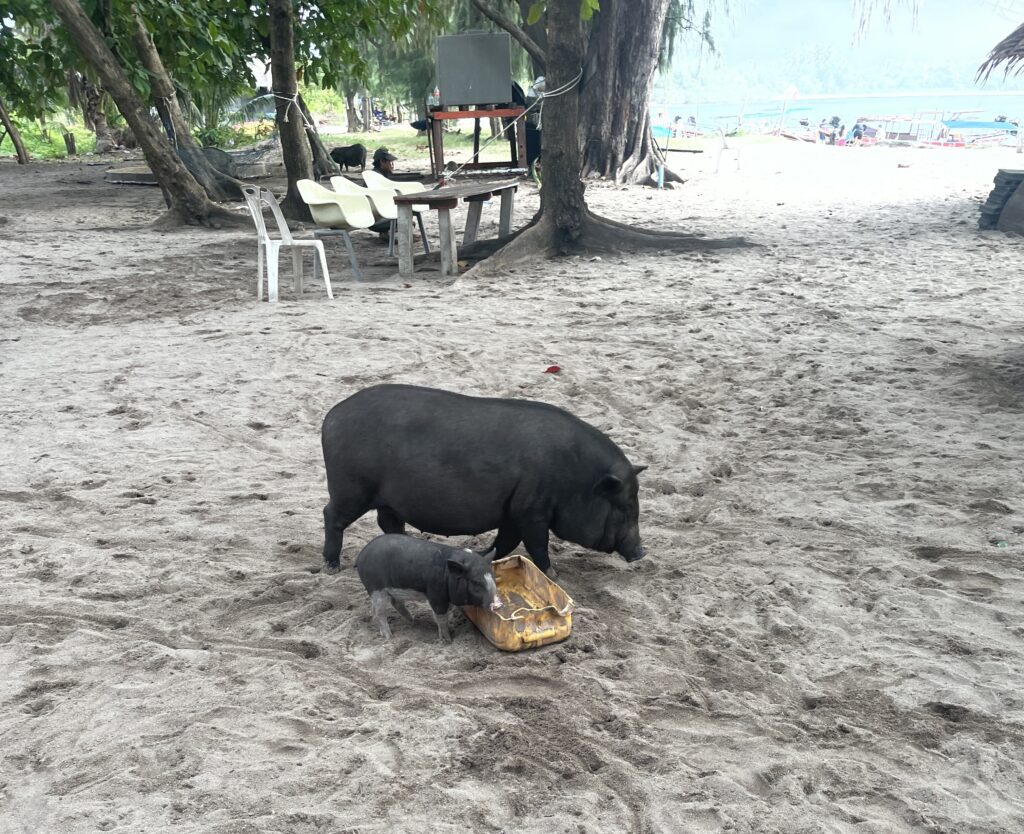 two pigs eating with the ocean and palm trees in the background at Koh Samui Pig Island
