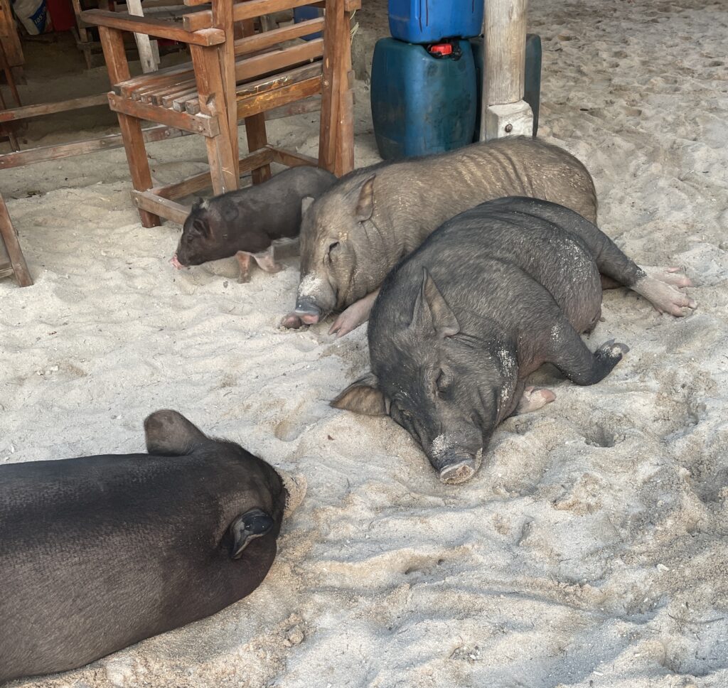 several large pigs sleeping on the sand by the bar at Pig Island Koh Samui 