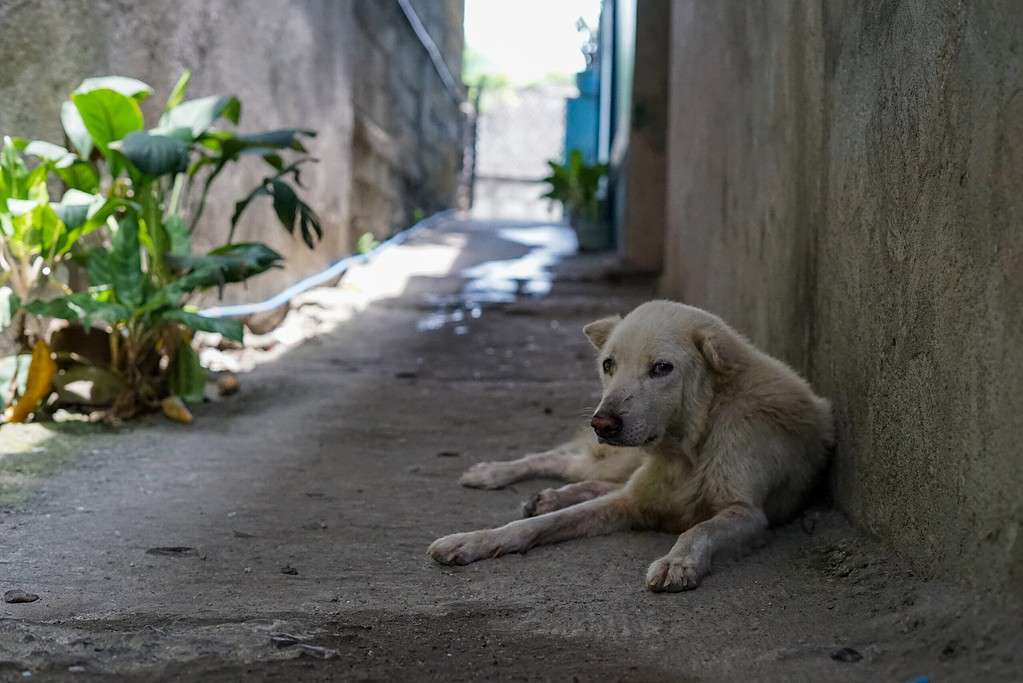 a soi dog in thai means street dog, in alleyway in Bangkok, Thailand 