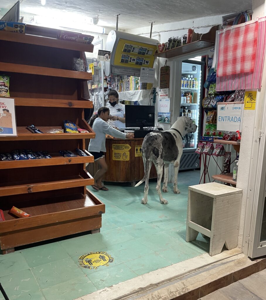 a local convenience store on the island with a large dog as the store pet