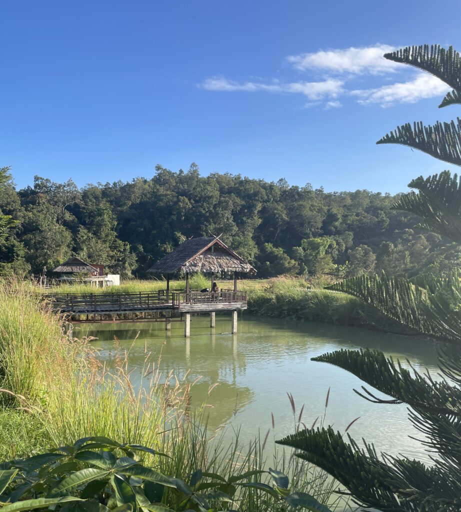 pond around a large bamboo bridge in Pai, Thailand 
