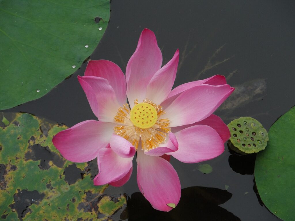 a beautiful vibrant lotus flower in the pond during flower festival in Chiang Mai 