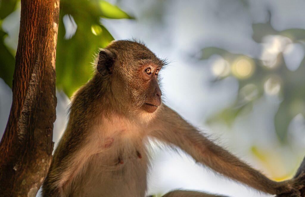 a close up photo of a monkey on a tree in Khao Lak, Thailand
