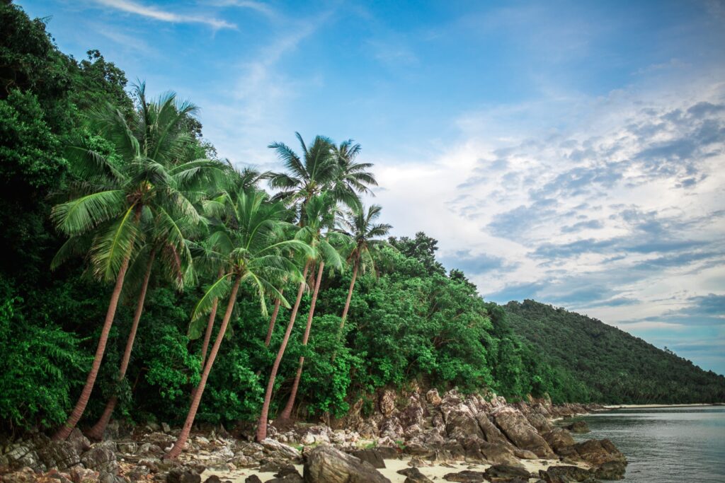 several palm trees and forest in a secluded area on Koh Samui 