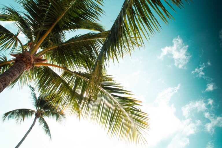 beautiful palm tree among clear skies in Koh Samui / worst time to visit Koh Samui and the best time