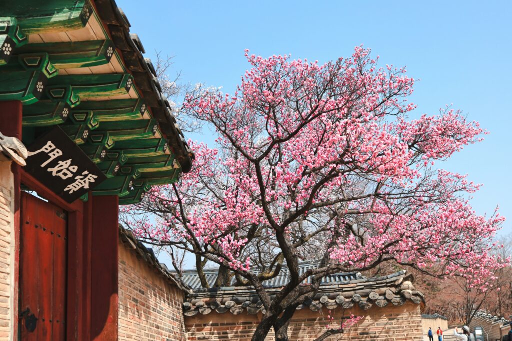 a beautiful cherry blossom tree during the Spring at Changdeokgung Palace in Seoul 