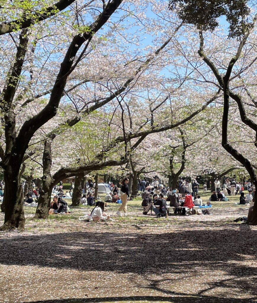 cherry blossoms in Tokyo park