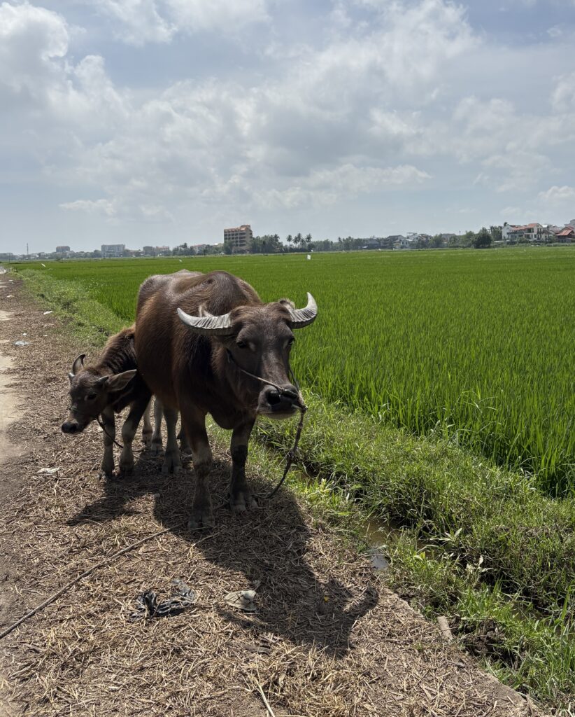 a mother water buffalo and her calf at the rice paddy fields in Hoi An 
