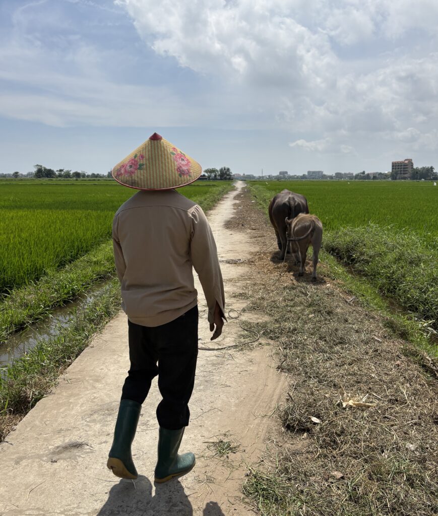 a man with his water buffalos in the rice paddy fields of Hoi An, Vietnam