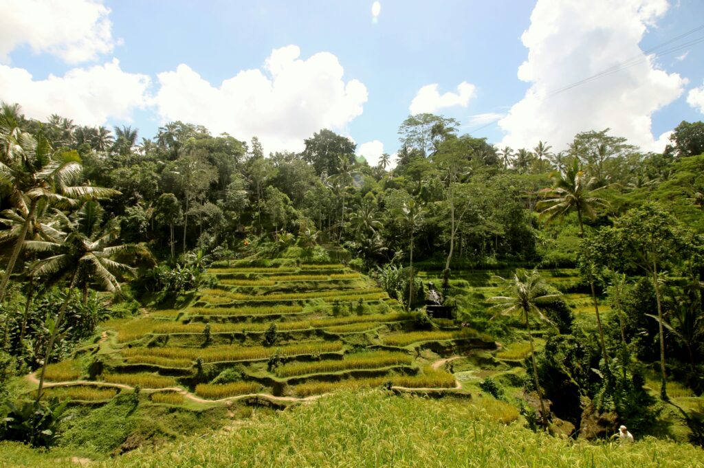 Lush green Ceking Rice Terrace in Tegallalang, Bali, with layered fields and swaying palm trees under morning light