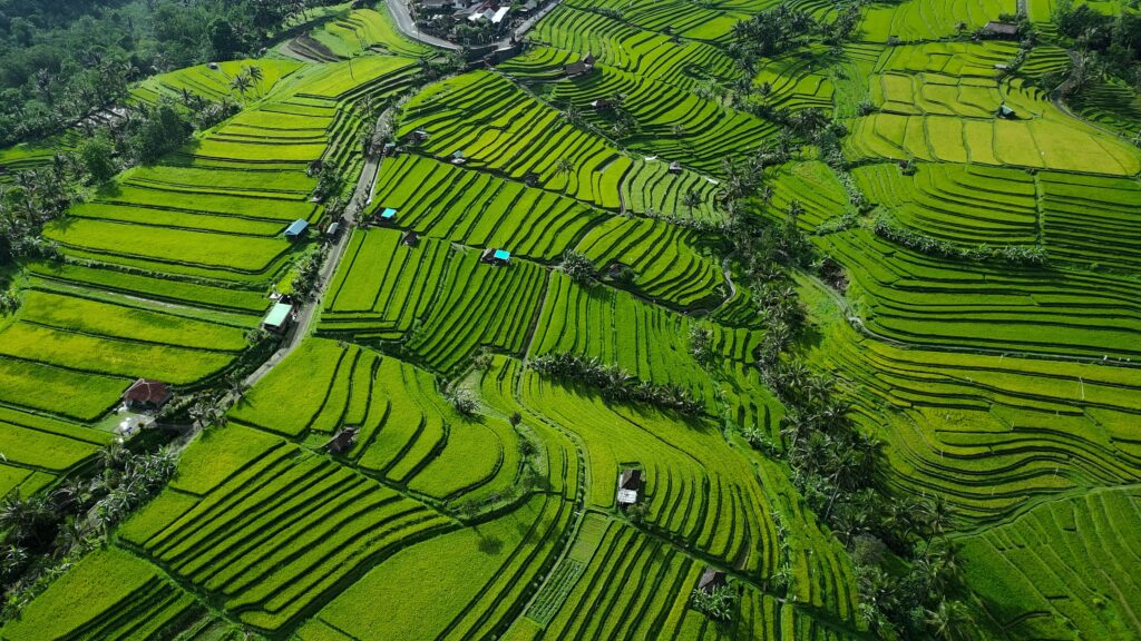 Expansive view of the Jatiluwih Rice Terraces in Bali, a UNESCO World Heritage site with layered green fields and tropical scenery.