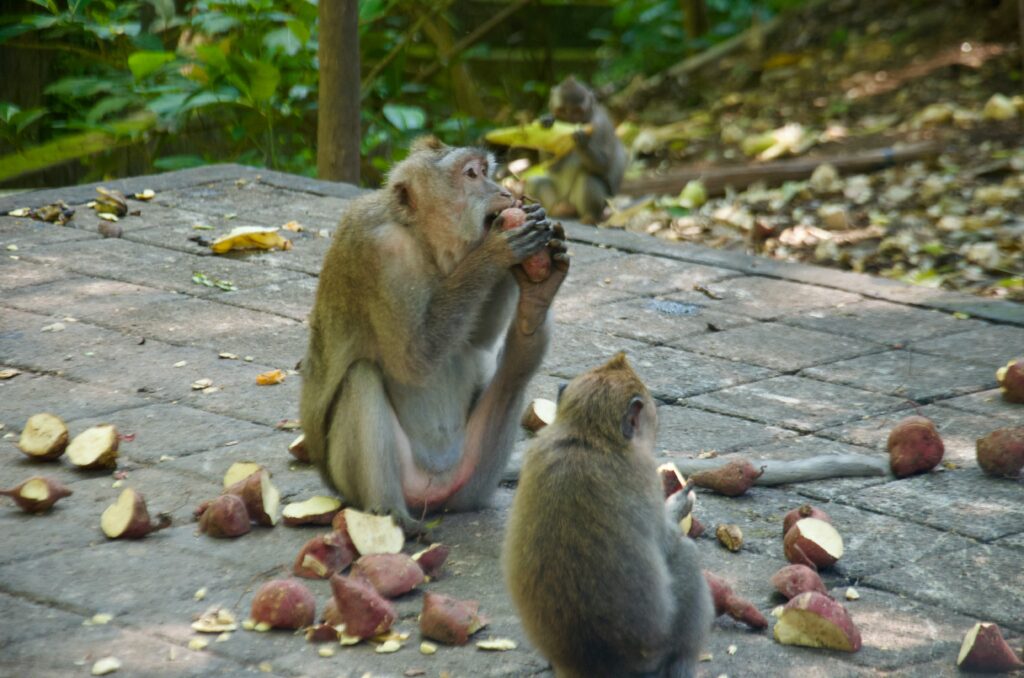 Monkeys roaming around ancient temple ruins surrounded by jungle in the Ubud Monkey Forest, Bali