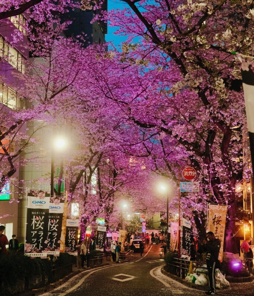 Sakura trees in full bloom lining a street in Tokyo during cherry blossom season