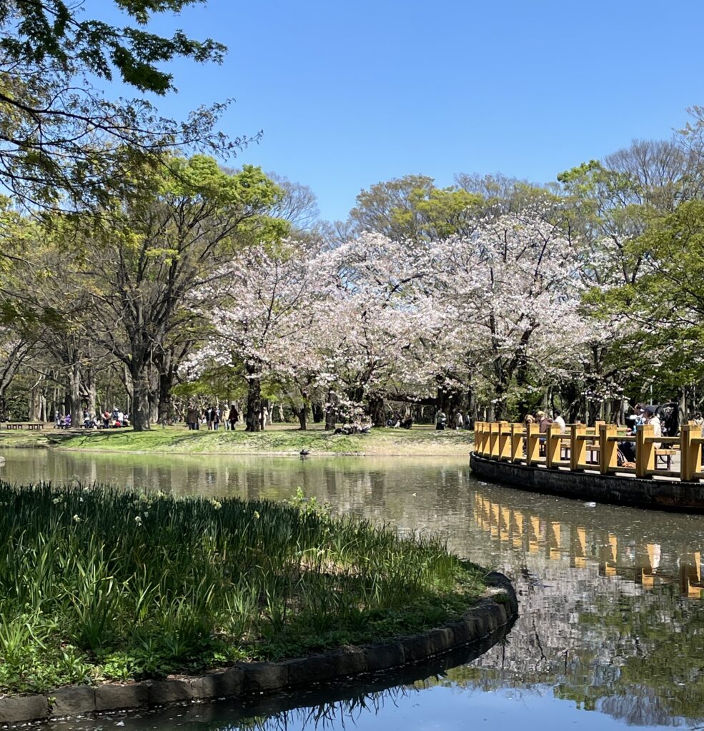 Cherry blossoms in bloom at Yoyogi Park in Tokyo during springtime