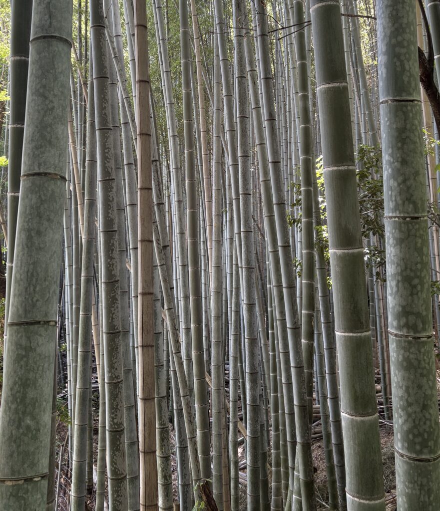 Close-up view of towering bamboo trees in Kyoto’s Arashiyama Bamboo Grove, showcasing their vibrant green stalks.