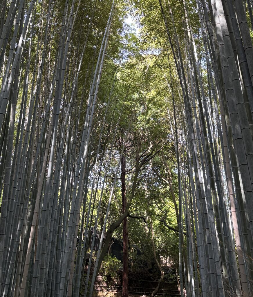 View of the iconic Arashiyama Bamboo Grove in Kyoto with tall green bamboo lining both sides of a winding walking path in the distance