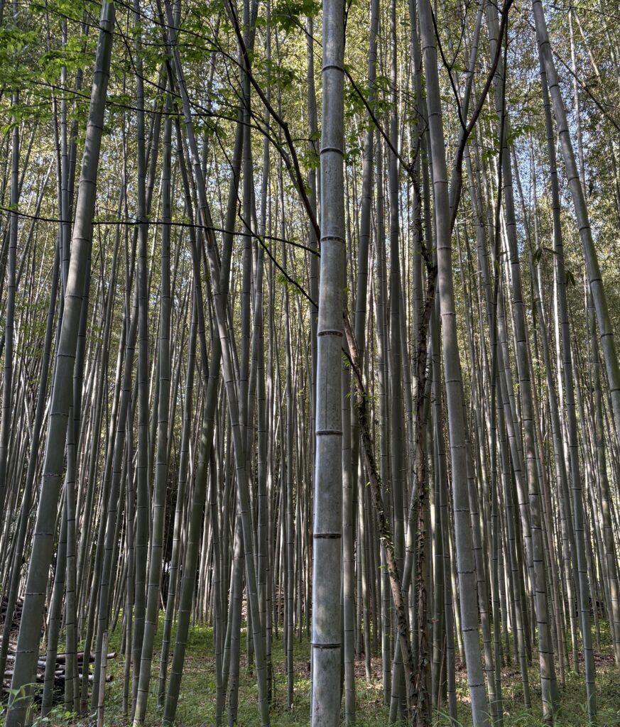 Close-up view of tall bamboo stalks in Kyoto’s Arashiyama Bamboo Forest showing rich green textures.
