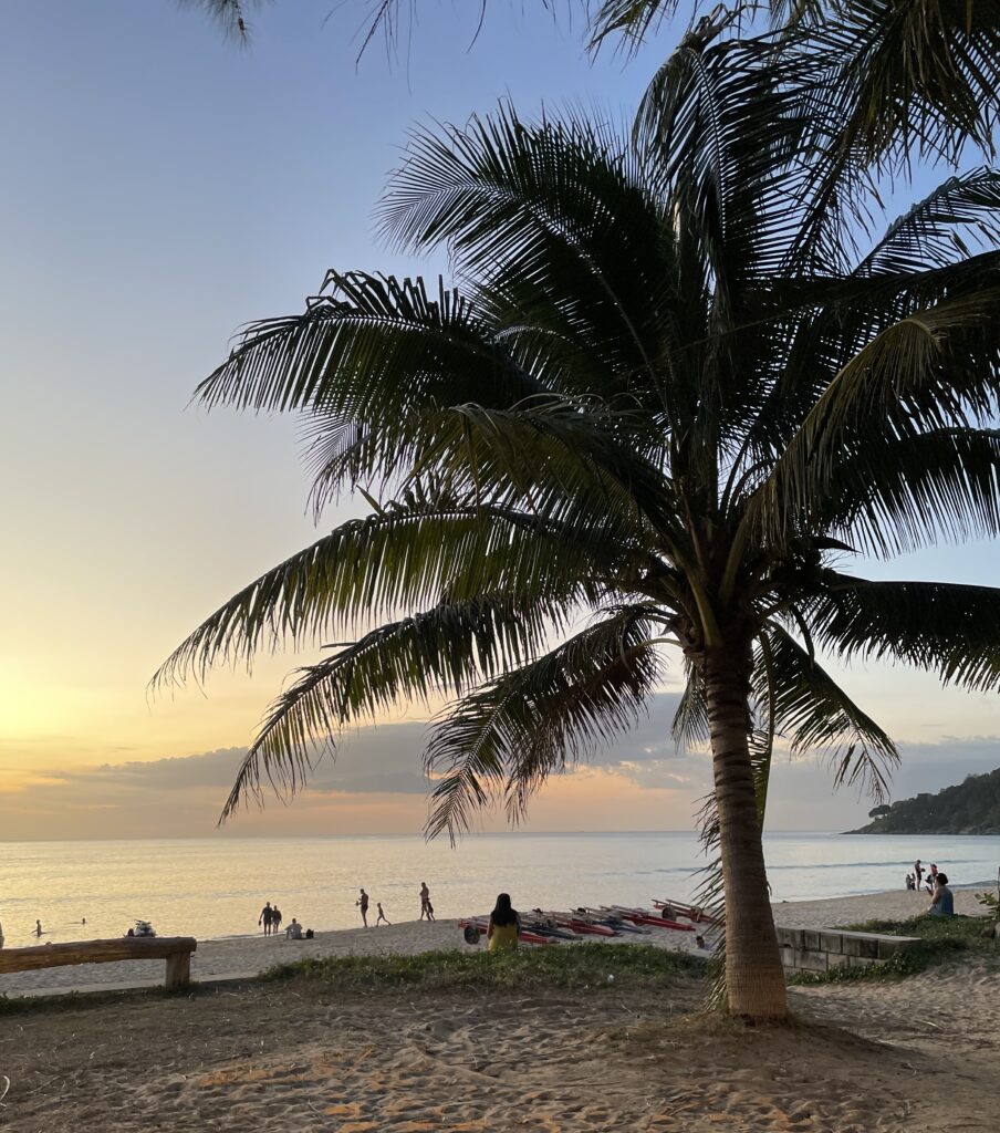 Lone palm tree on Karon Beach with the sun beginning to set in the background in Phuket, Thailand
