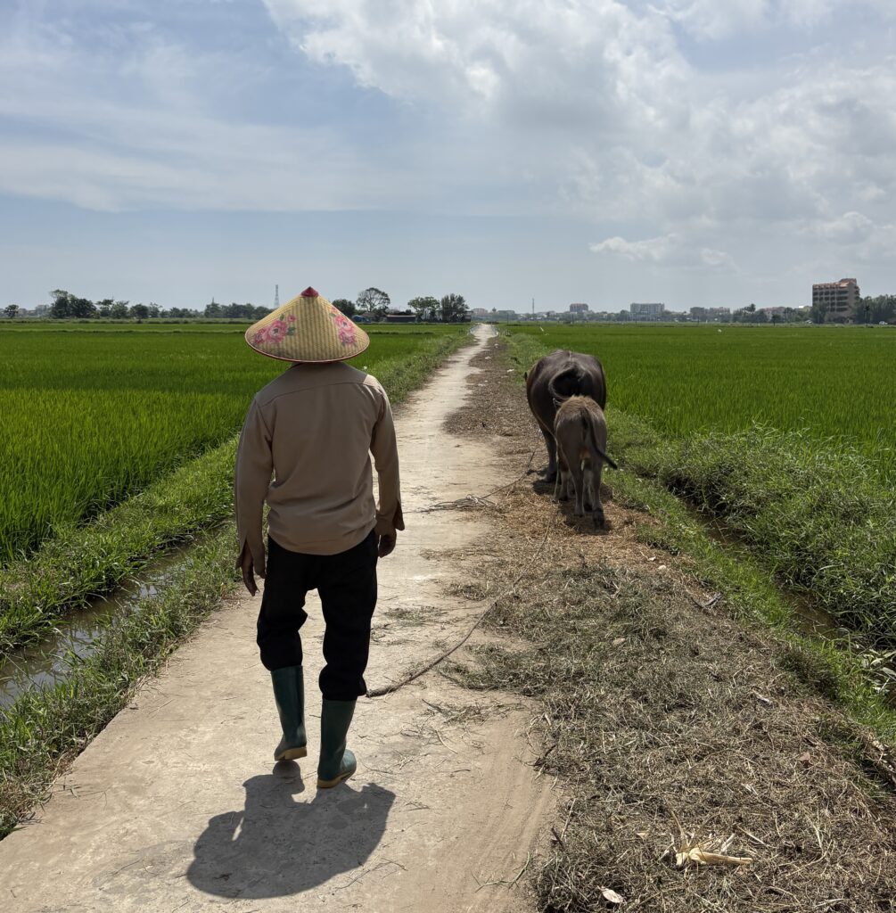 Man walking alongside water buffalos through lush green rice paddies in the Cam Chau area of Hoi An, Vietnam.