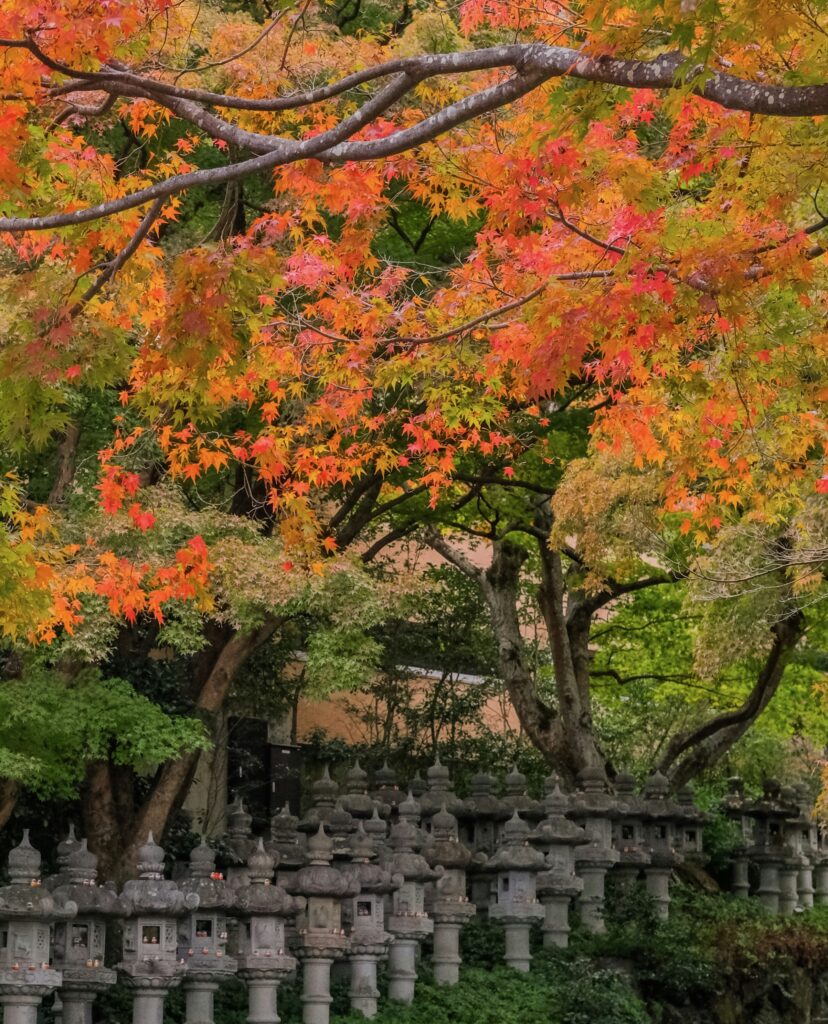 Vibrant fall foliage in Osaka with colorful leaves lining the streets and parks during autumn.