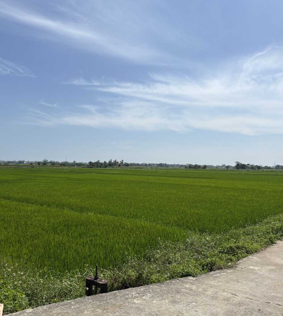 Wide view of lush rice paddy fields in Hoi An’s peaceful countryside on a clear day