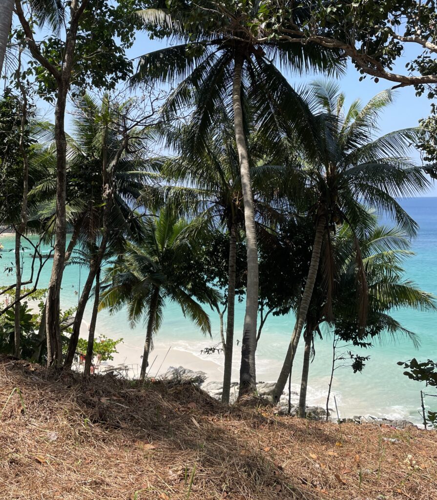 Palm trees on a sloping hillside overlooking the stunning turquoise waters of Freedom Beach in Phuket, Thailand.
