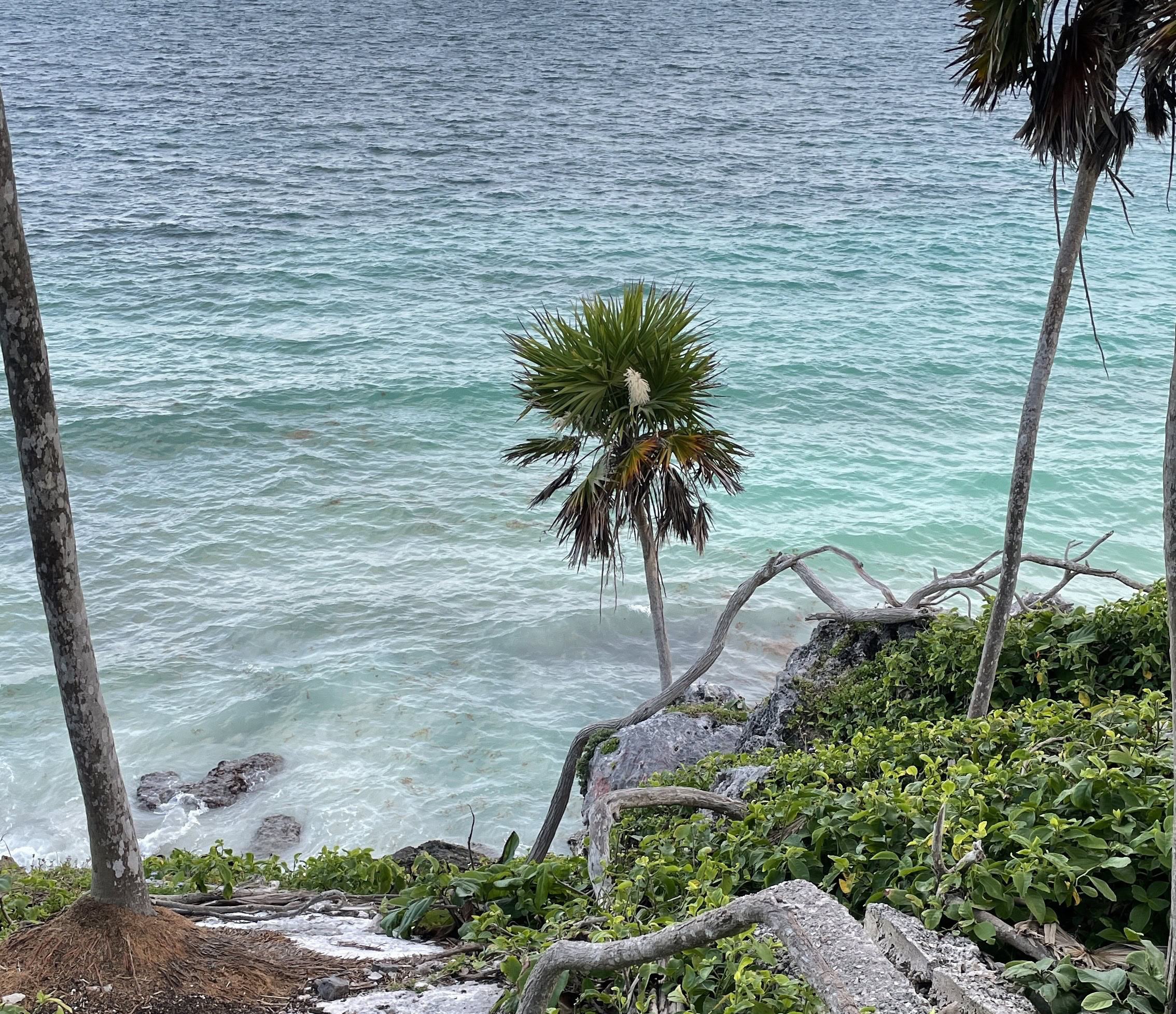 Evening view of Tulum National Park with palm trees and vibrant blue Caribbean Sea waters