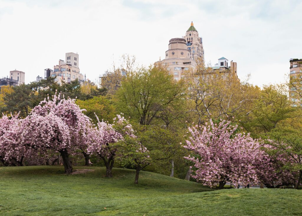 Central Park in spring with vibrant green grass, bright cherry blossoms, and New York City buildings in the background.