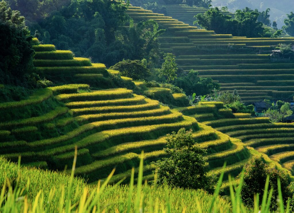 Sunny day over the vibrant rice paddy fields in Sapa, Vietnam with stunning green terraces and mountainous landscape