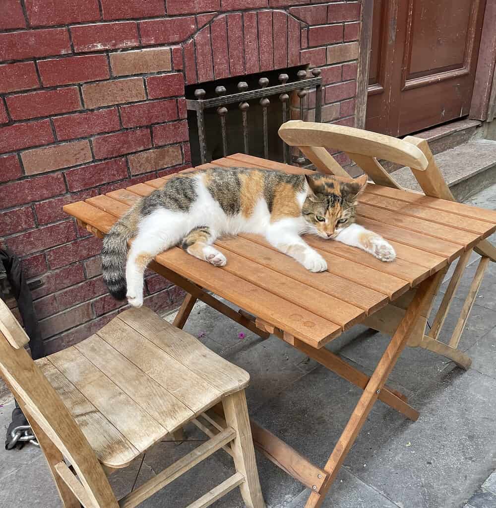 A cat lounging on an empty café table surrounded by chairs in Istanbul, capturing the city’s laid-back charm and love for street cats.