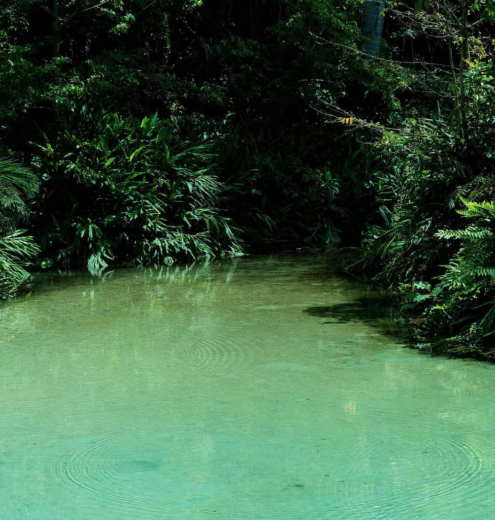 Crystal-clear emerald water surrounded by lush greenery in Krabi, Thailand.
