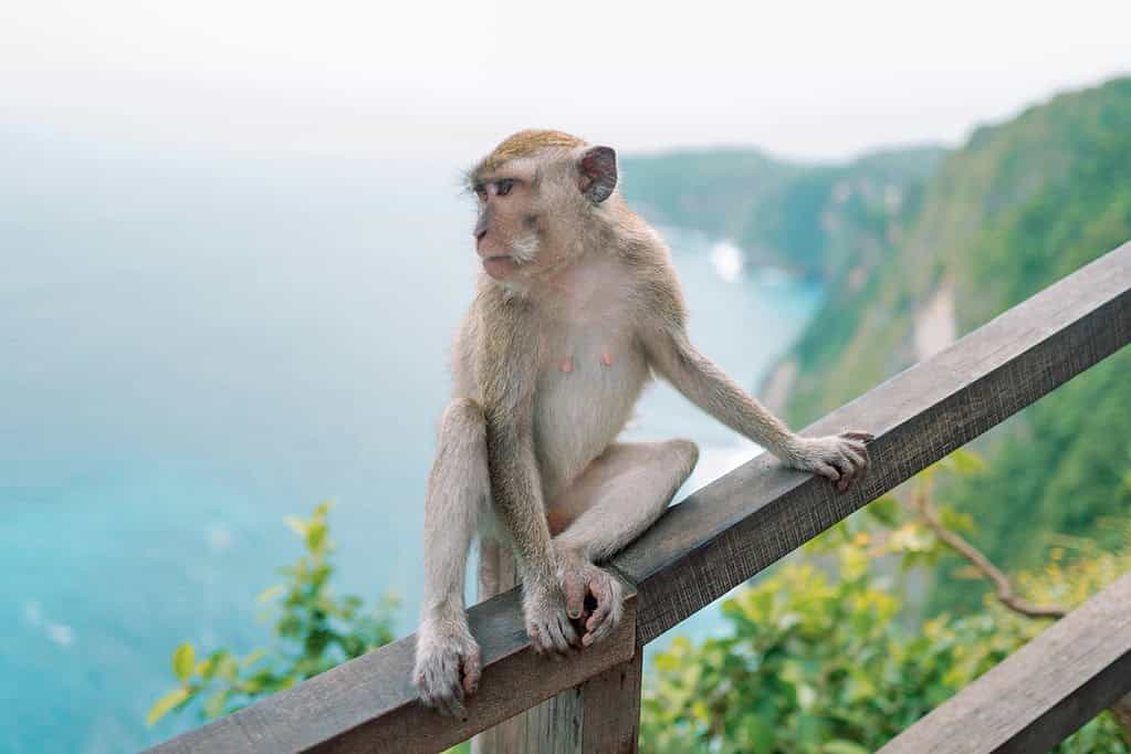 Monkey sitting on a wooden railing with dramatic ocean cliffs and turquoise waters in the background in Bali.