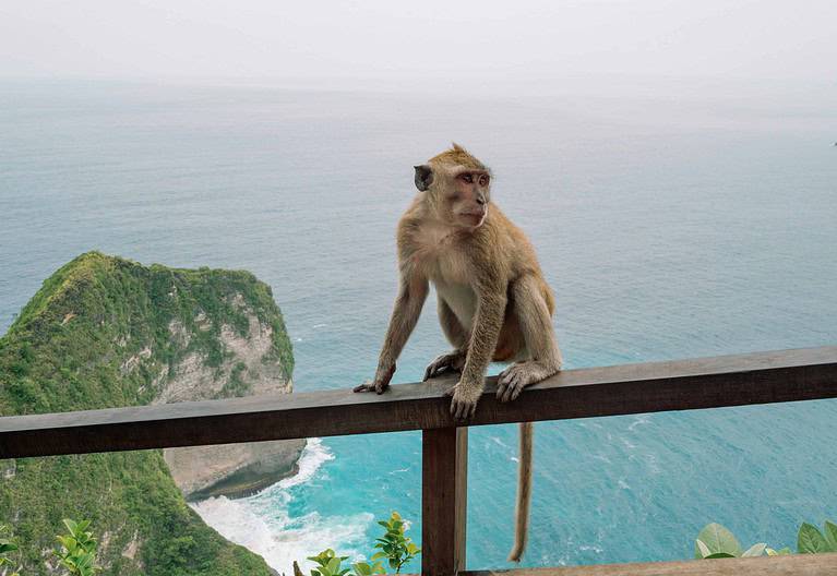 Monkey perched on a wooden railing with dramatic Bali cliffs and ocean waves crashing in the background on a sunny day.