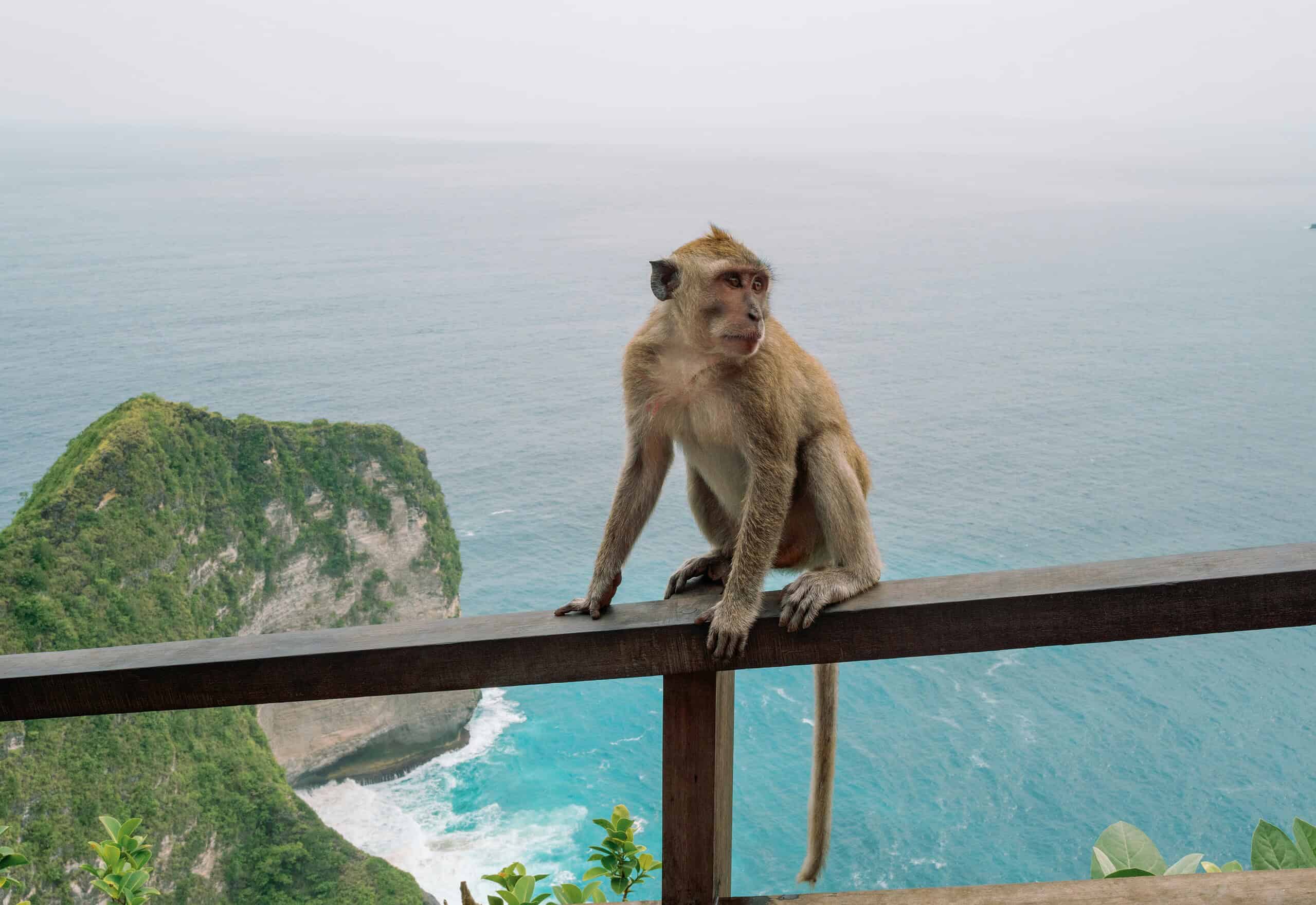 Monkey perched on a wooden railing with dramatic Bali cliffs and ocean waves crashing in the background on a sunny day.