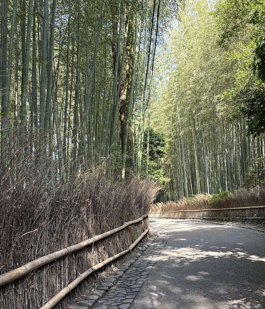 Peaceful morning view of the bamboo forest in Arashiyama, Kyoto, with a clear empty pathway
