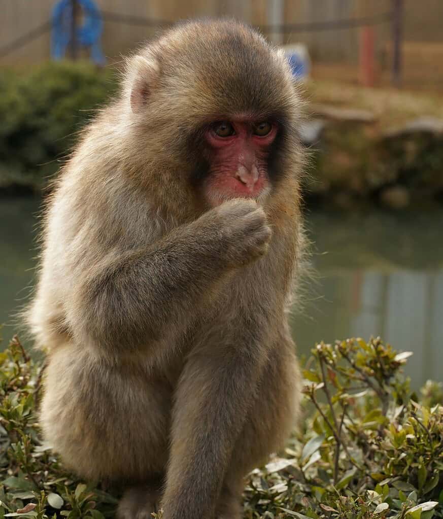 Close-up of a monkey at Arashiyama Monkey Park in Kyoto, Japan